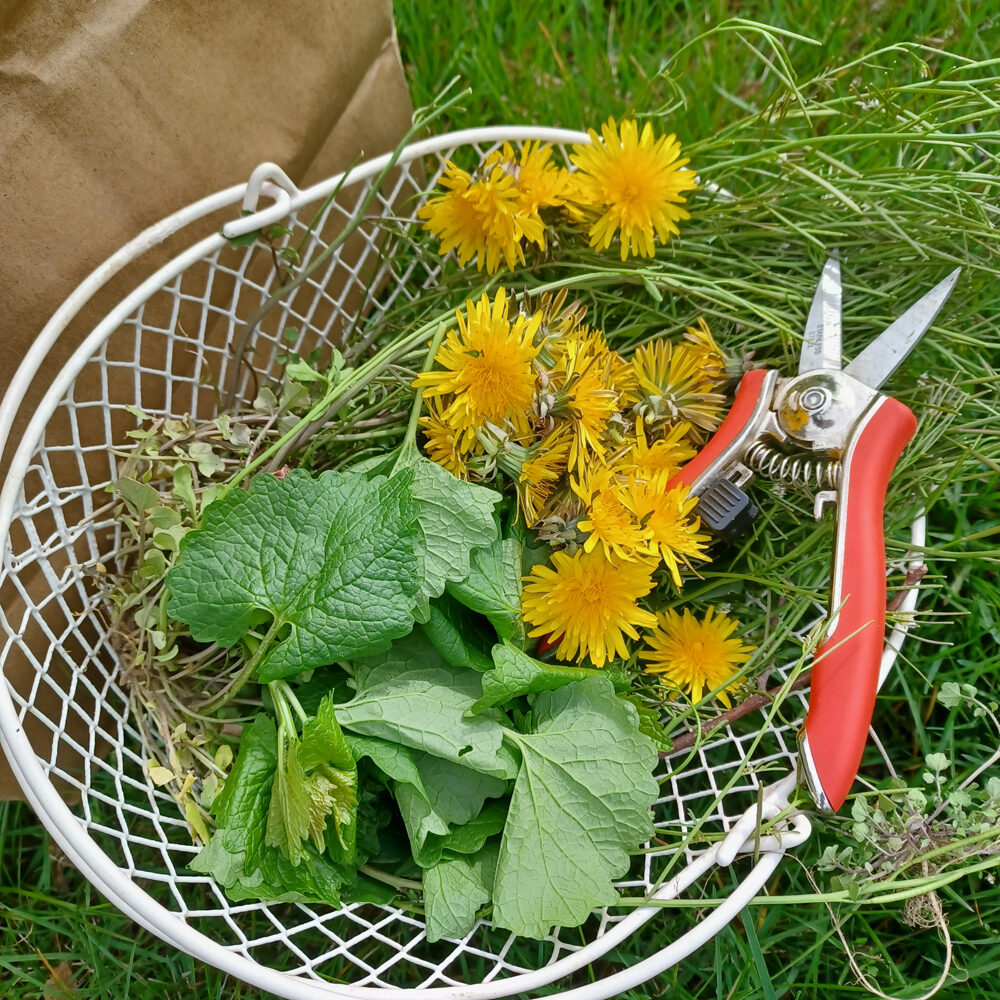 Dandelions in a basket