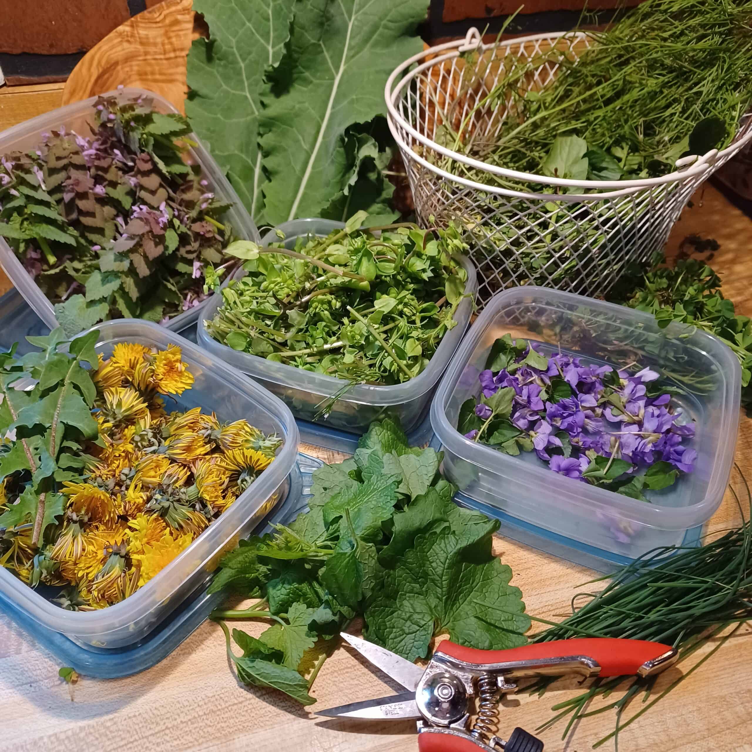 Herbs and flowers foraged from the backyard