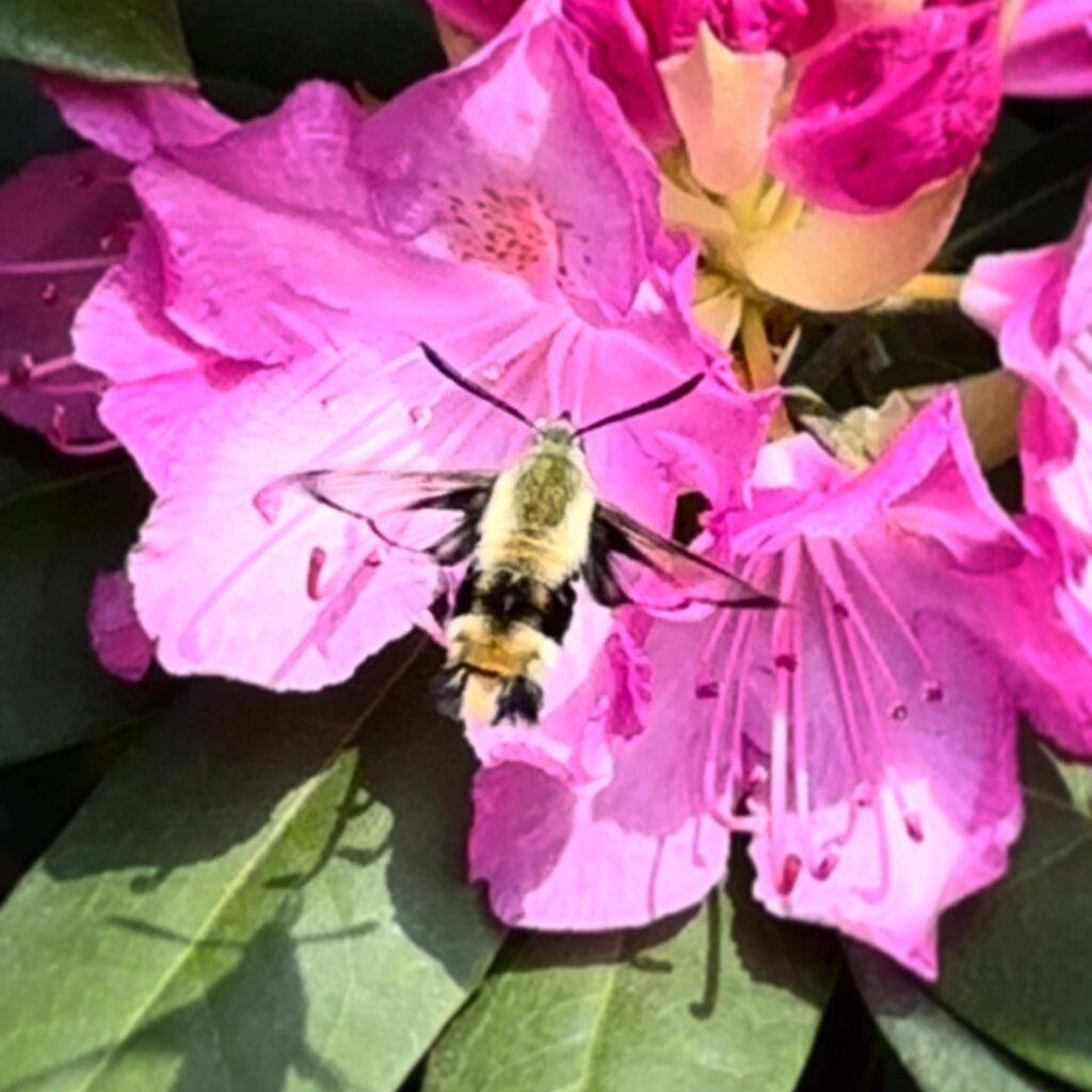 Bumble Bee on Rhododendrons