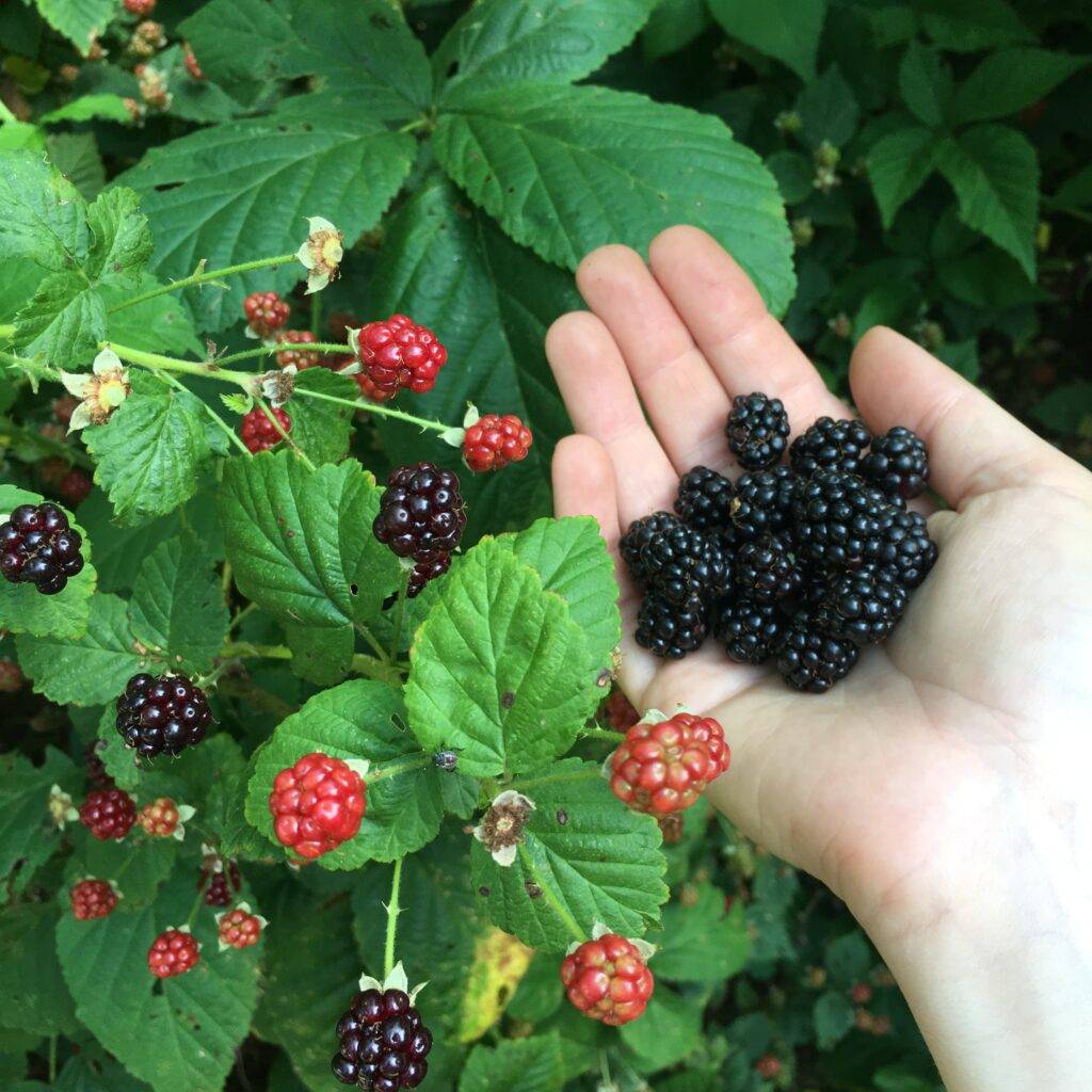 Wild blackberries form the yard